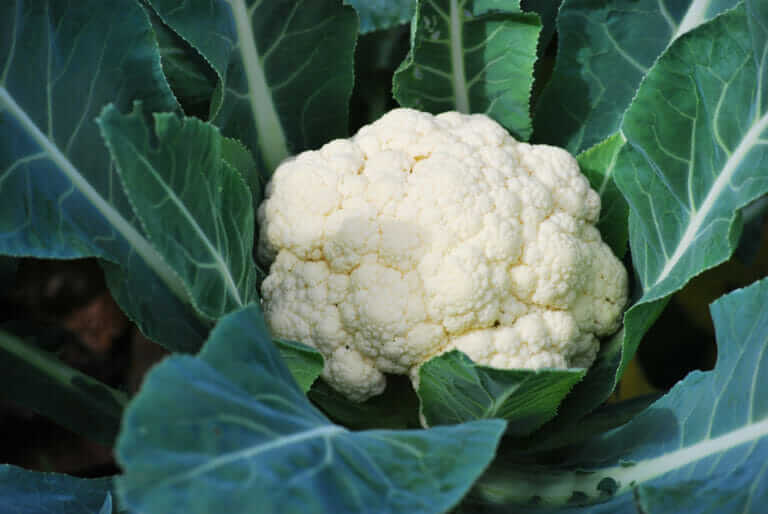 Tainted Romaine Farm Recalls Cauliflower Now, Too Modern Farmer
