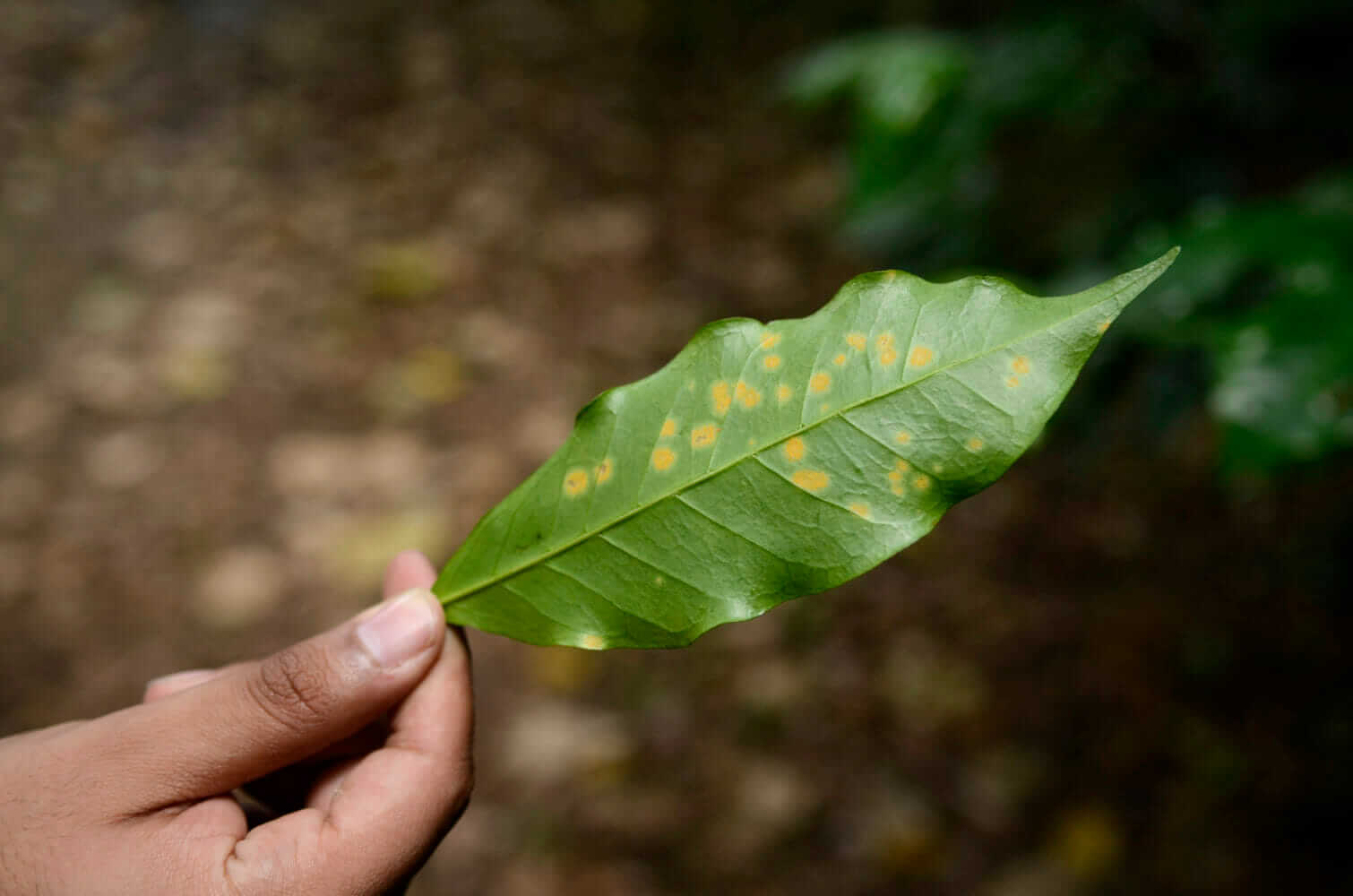 Cultivating Coffee’s Next Generation - Modern Farmer