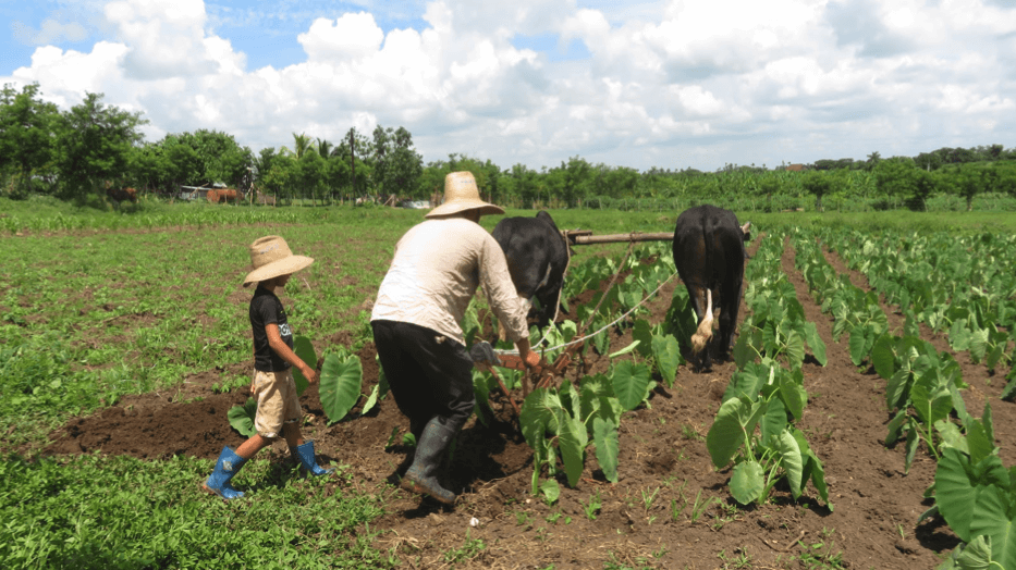 Q&A: Leidy Casimiro Rodriguez, Cuba’s Agroecology Queen - Modern Farmer