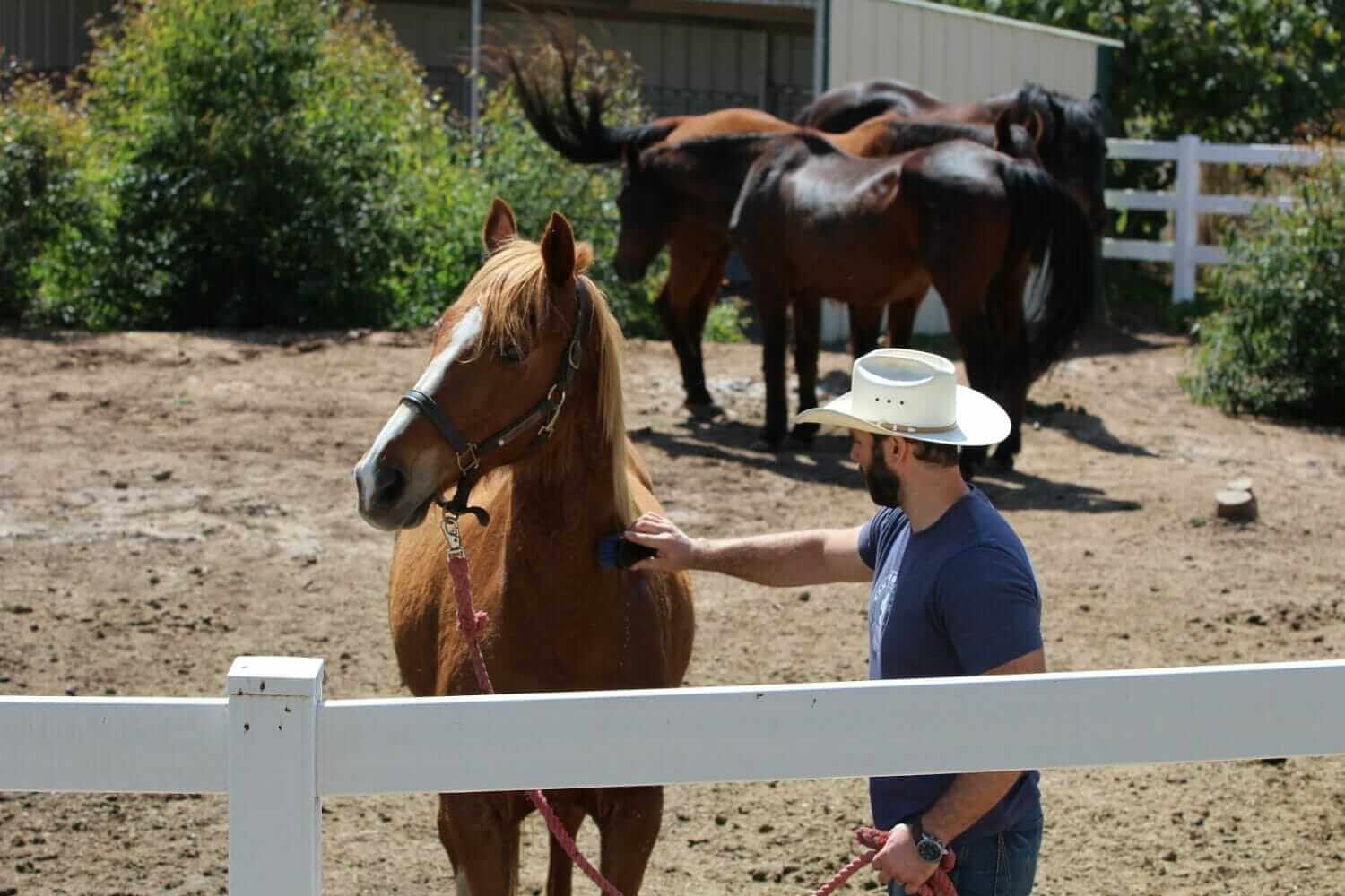 is-a-farm-stay-with-rescue-animals-your-idea-of-heaven-modern-farmer