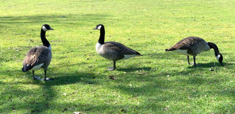 Denver Has Too Many Geese. The Solution? Eat Them - Modern Farmer