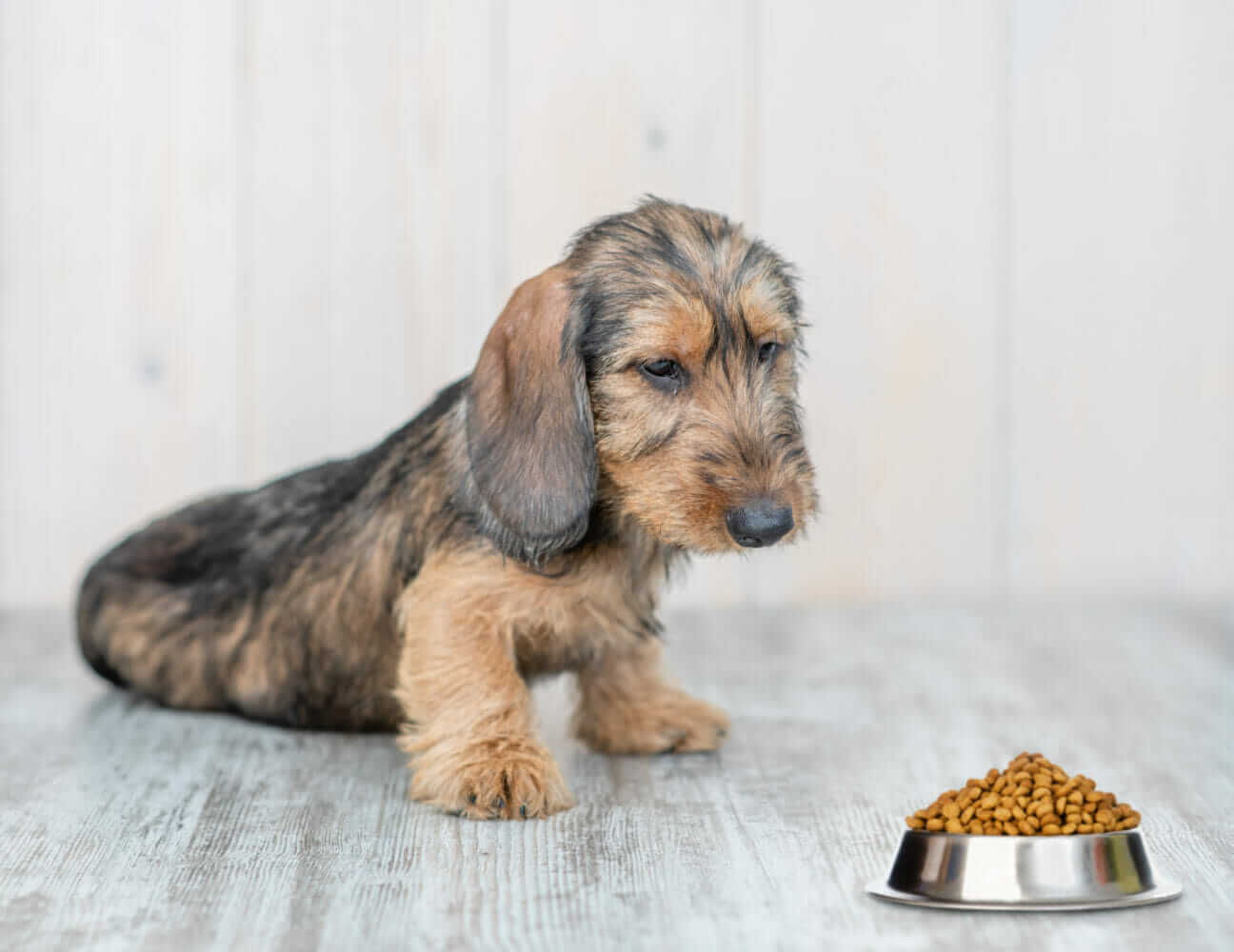 FDA Highlights 16 Fancy Dog Food Brands Associated With Heart Disease