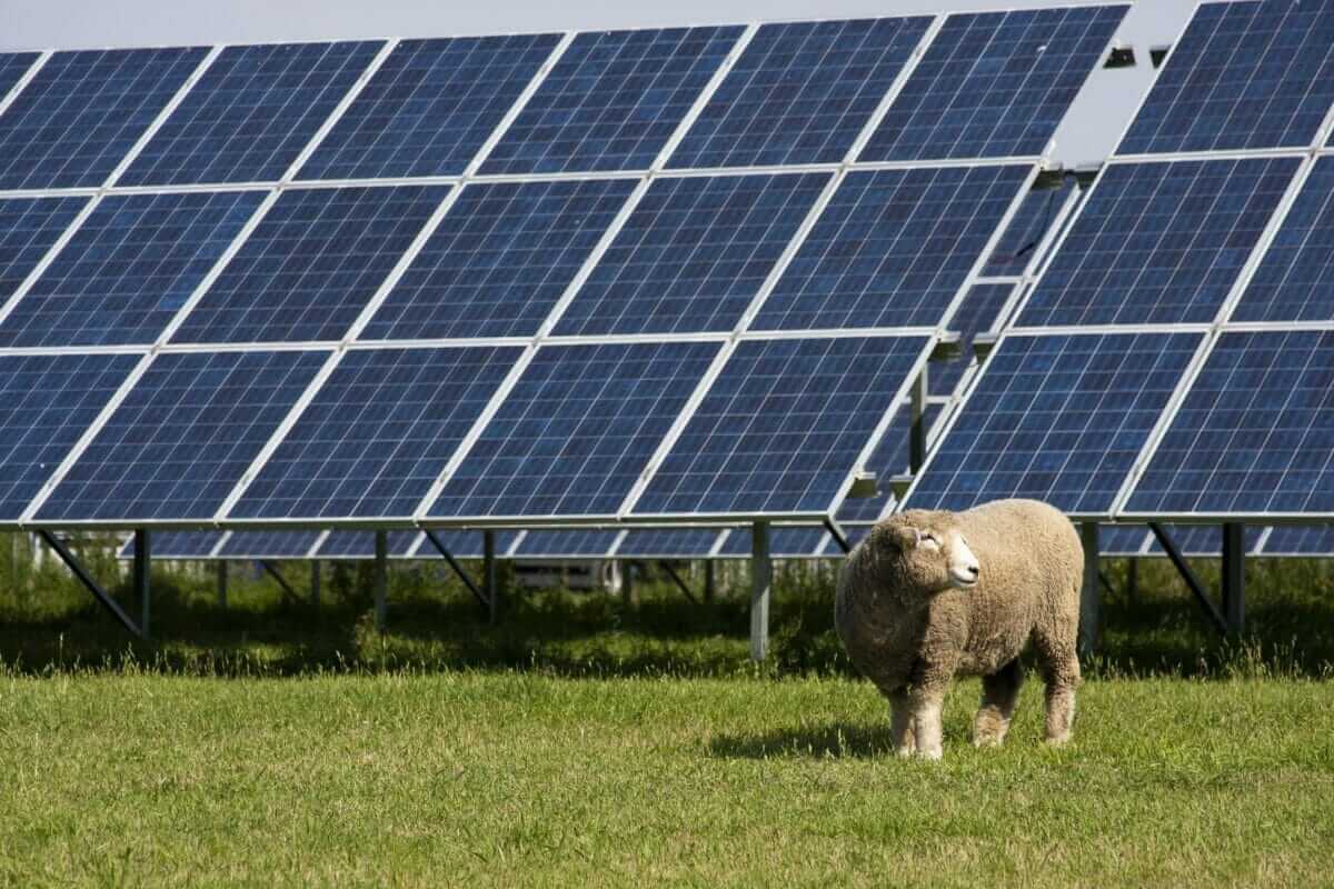 New Research Shows Farms Are the Best Land For Solar Panels - Modern Farmer