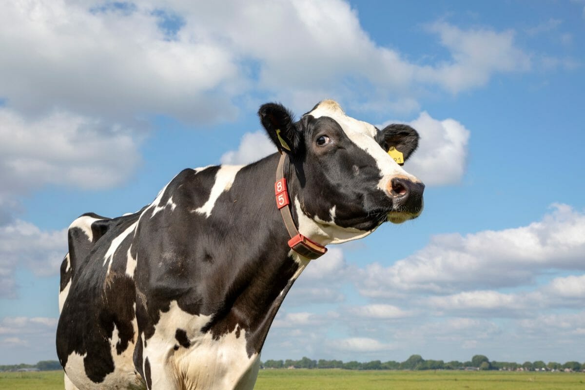# Drink Milk #drinkmilk Car Sticker Decal farm dairy cheese cow farmer *A9*