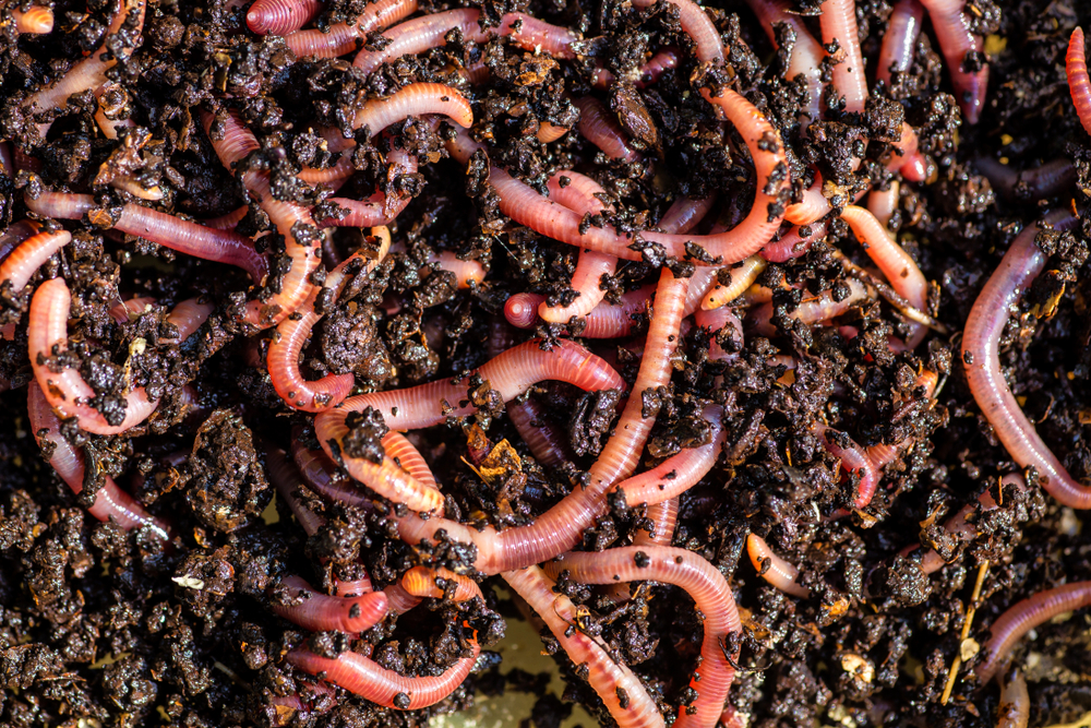 Cover Crops Can Triple the Amount of Earthworms in Soil - Modern