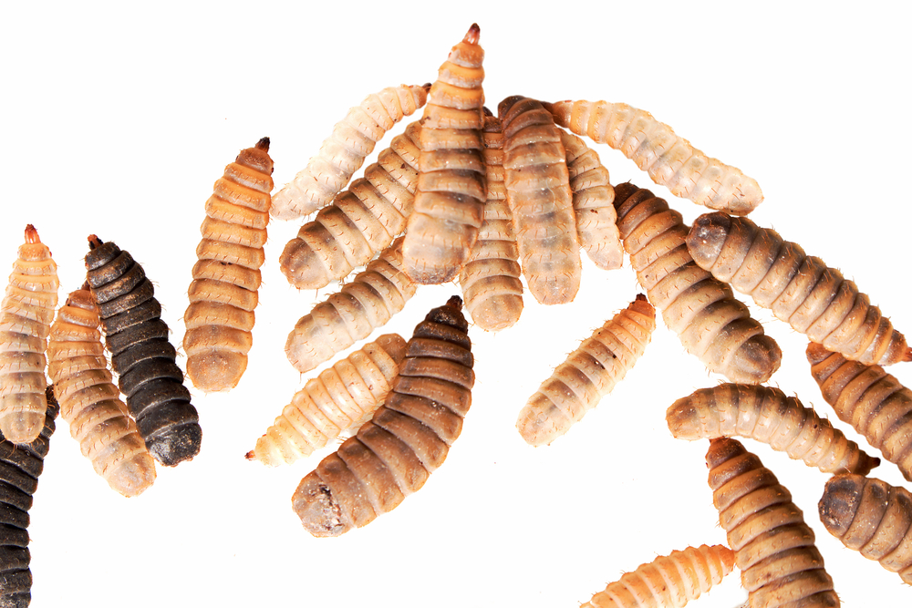 Food from Bugs: Insects that Feed Humans - American Bee Journal
