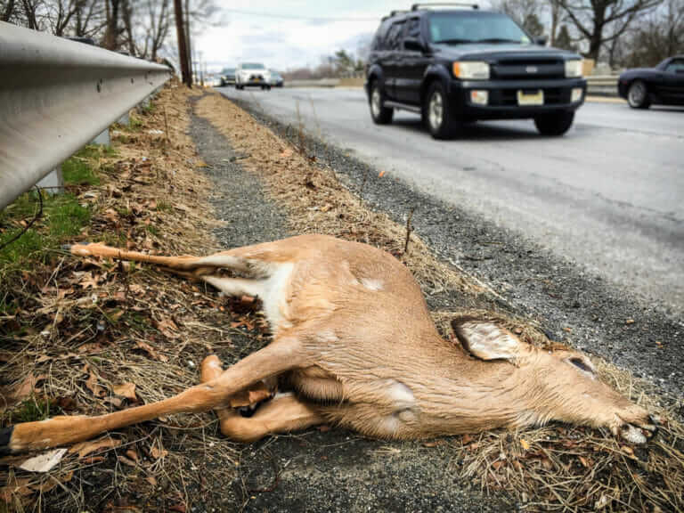New California Law Will Let Drivers Eat Roadkill Modern Farmer