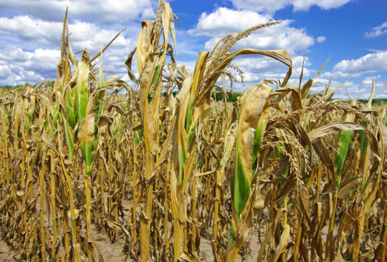 Extreme ‘Flash Drought’ Hits Farmers in the Southeast - Modern Farmer