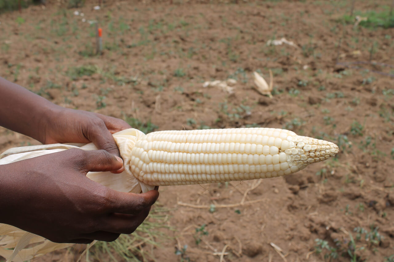 A Small Rwandan Farm Looks to Solve a Big Problem - Modern Farmer