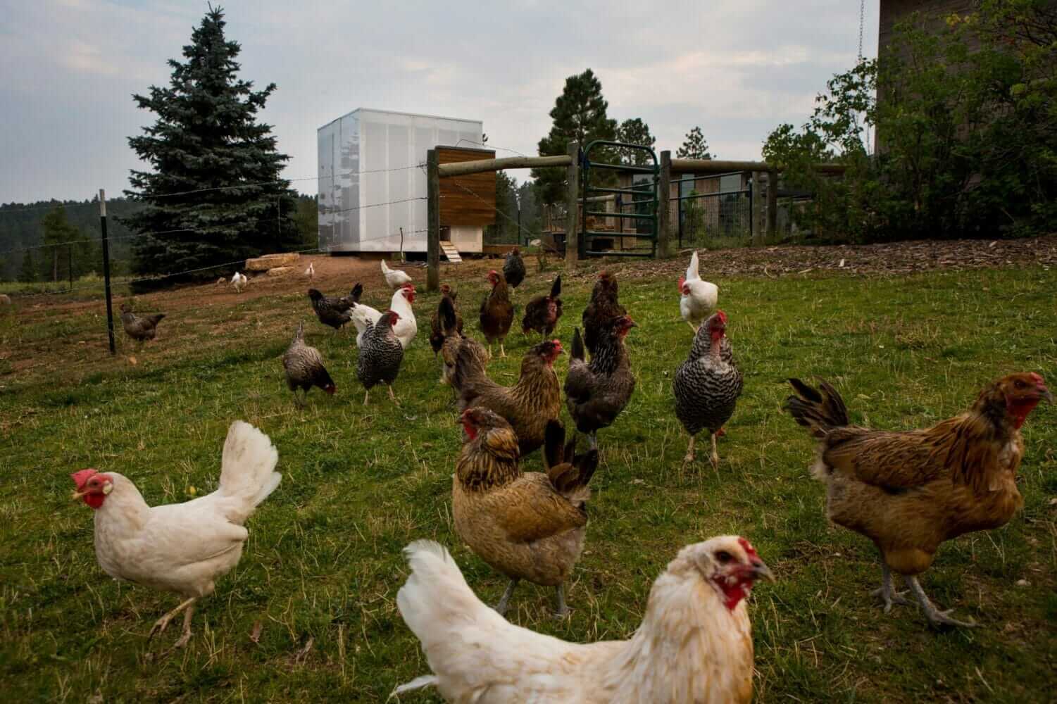 Meet The Modern Chicken Coop Modern Farmer   091017 LOWRES025 1501x1000 