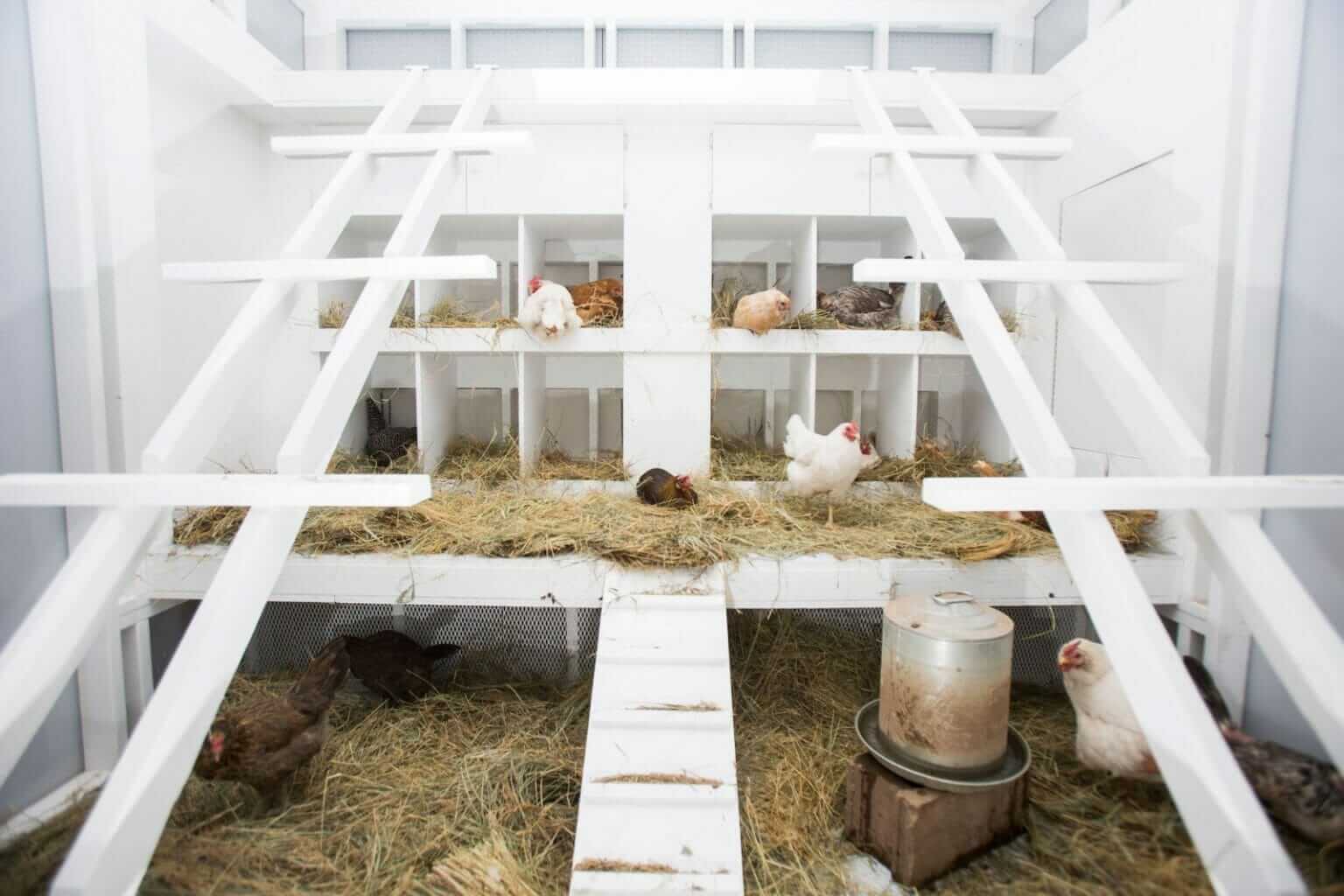 Meet The Modern Chicken Coop Modern Farmer   Image1 9 1536x1024 