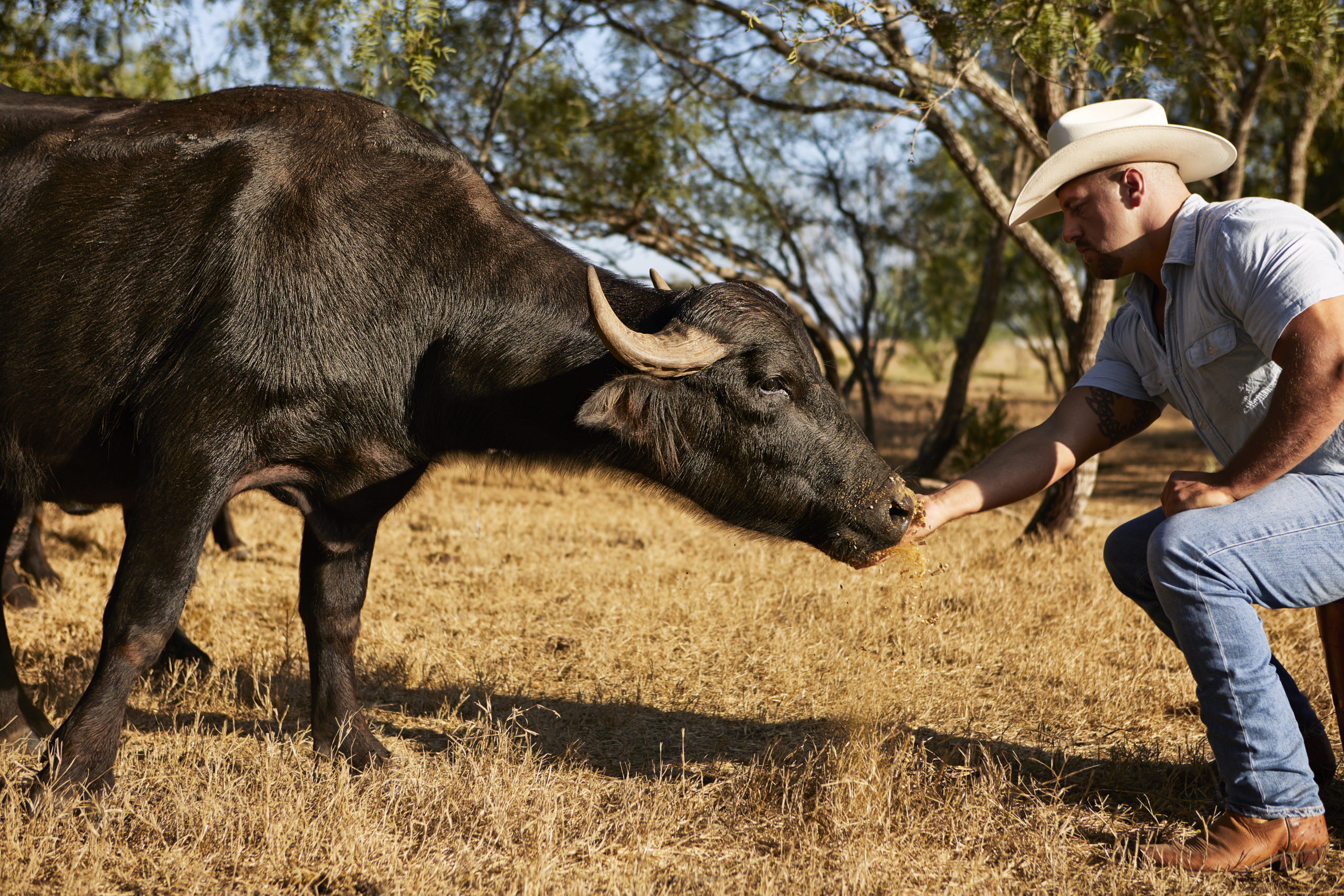Could Water Buffalo Milk be Texas’s New White Gold? | Modern Farmer