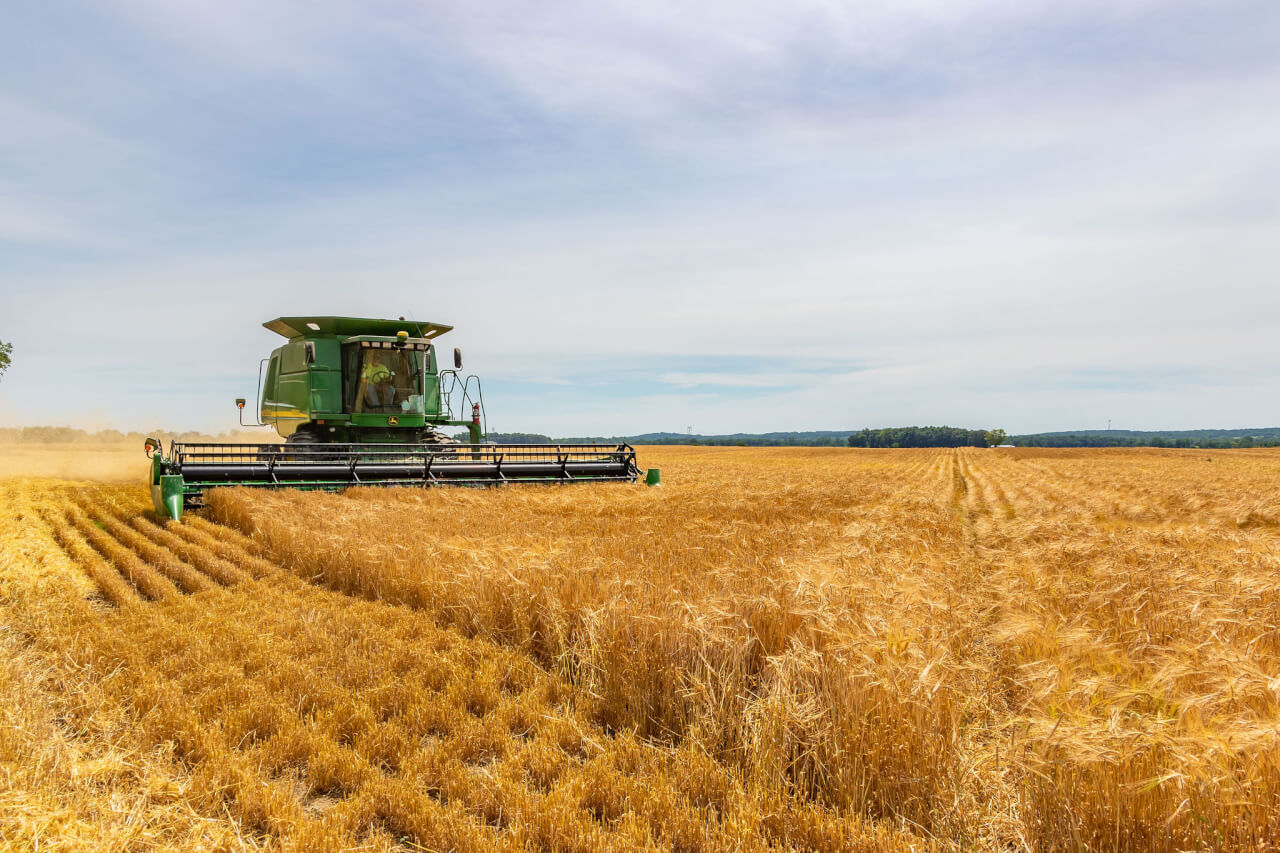 what-is-malted-barley-in-brewing