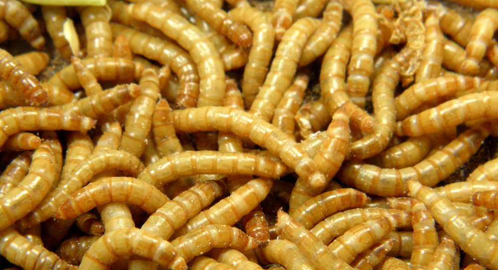 What are Mealworms