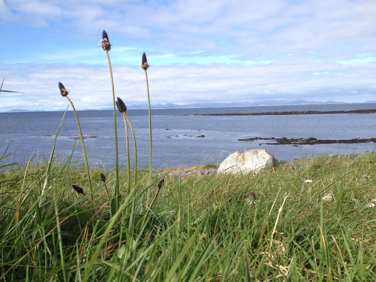 Plants can't adapt to climate change when seed-dispersing animals