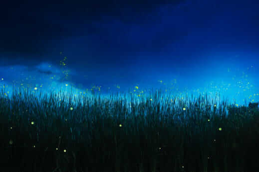 Fireflies Are Disappearing, and Agriculture Is Partly to Blame - Modern ...