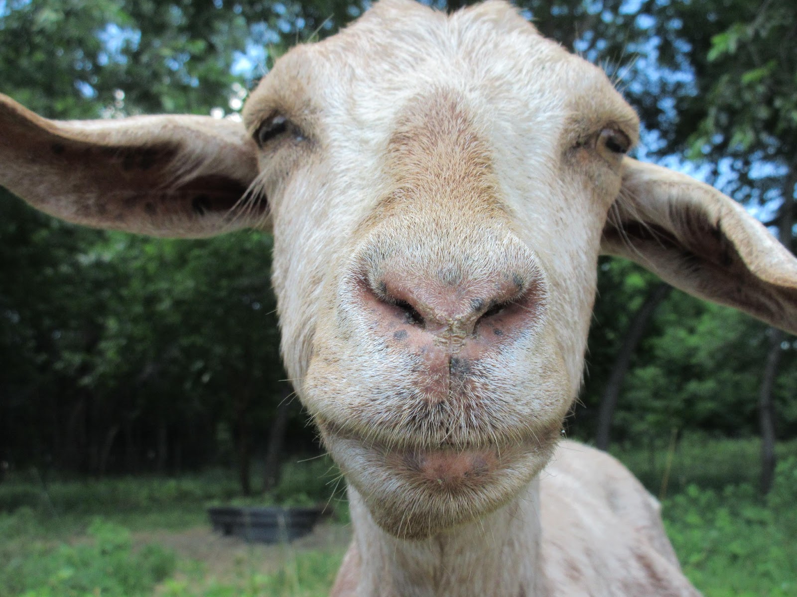Want a Goat on Your Office Video Call? There's a Service for That - Modern  Farmer