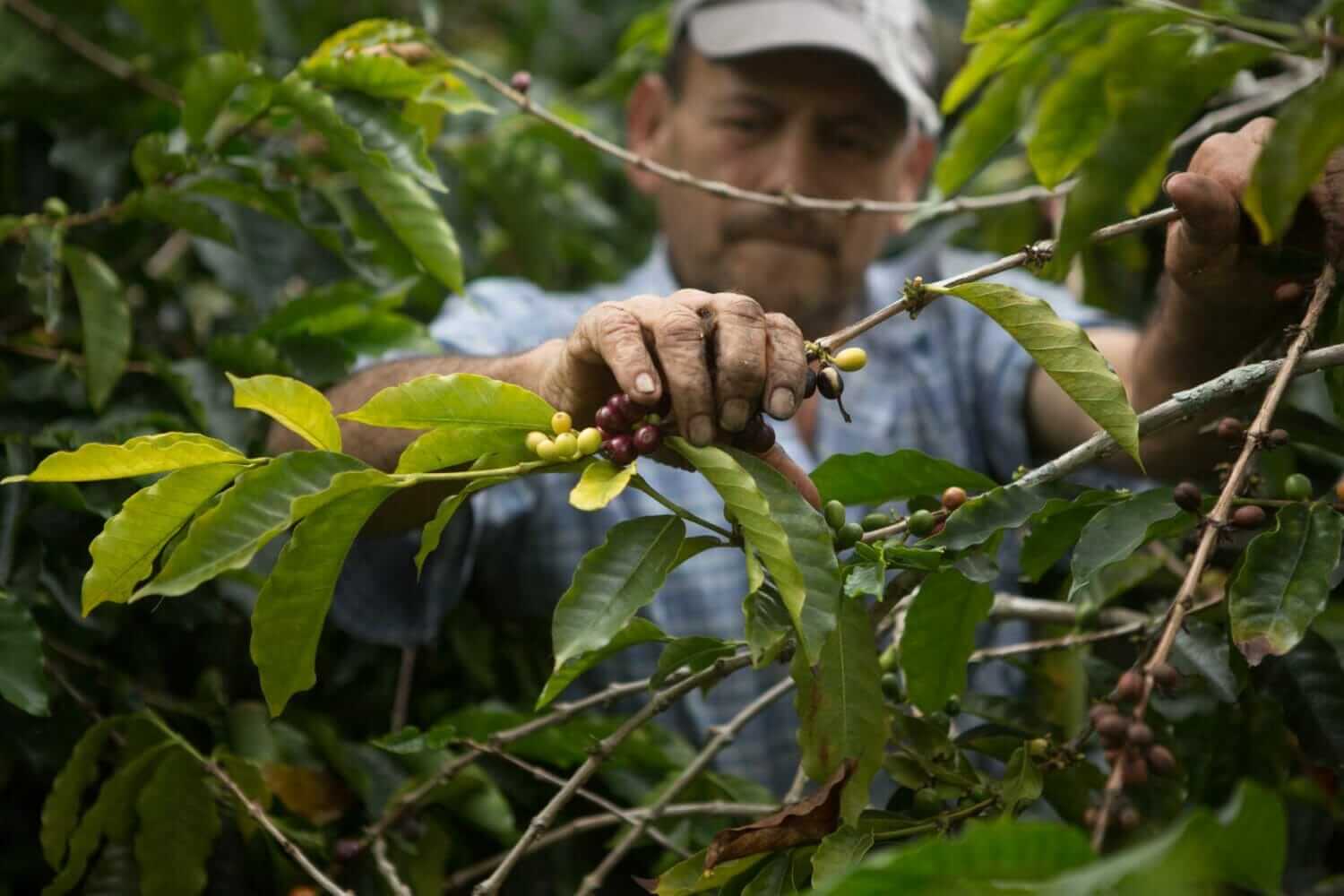 COVID-19 Causes Supply Chain Headaches for Coffee Growers - Modern Farmer