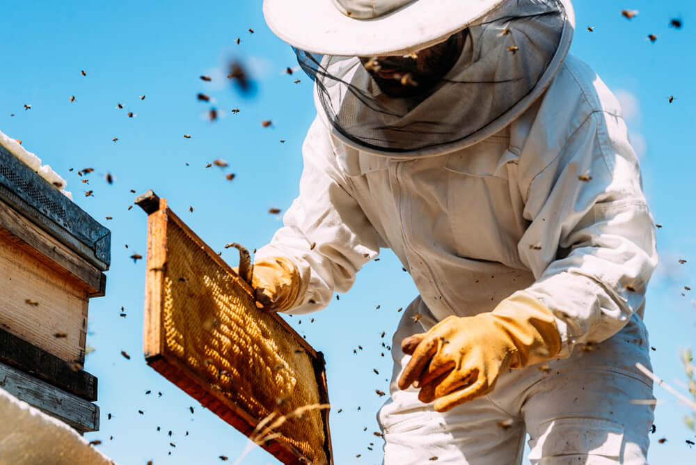 It's Good to Be the Queen - Or Is It? Keeping Backyard Bees