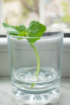 5 Garden Edibles You Can Grow in Water - Modern Farmer