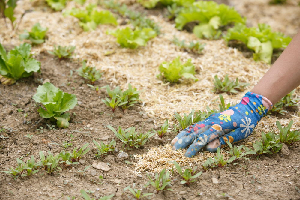 Straw Garden Mulch: The Ultimate Guide