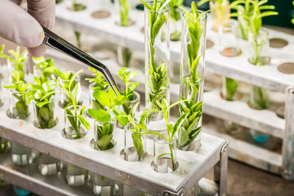 America’s Public Plant Breeding Programs Are In Trouble