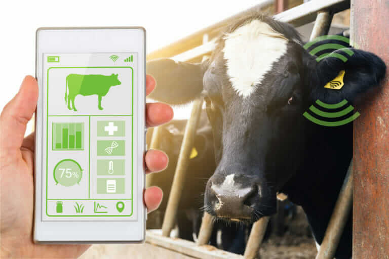 chinese-entrepreneurs-develop-facial-recognition-software-for-livestock