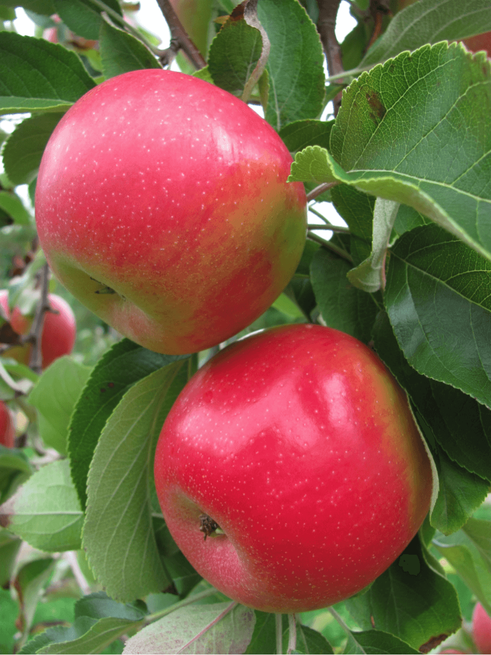 Breeders Release Three New Apples for American Farmers - Modern Farmer