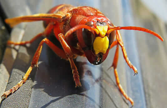 Scientists Say 'Murder Hornets' Could Spread Down West Coast - Modern ...