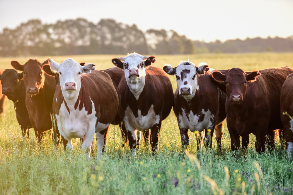 Which Farm Animals Can Catch COVID-19? - Modern Farmer