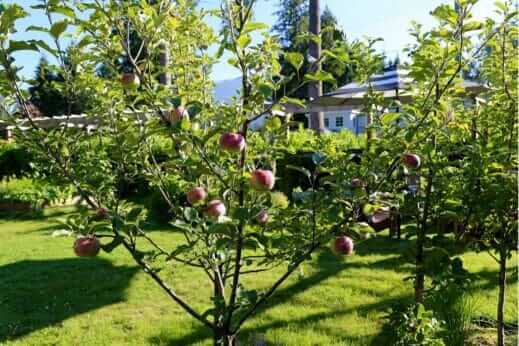 Tiny Orchards & Potted Fruit Trees - Modern Farmer