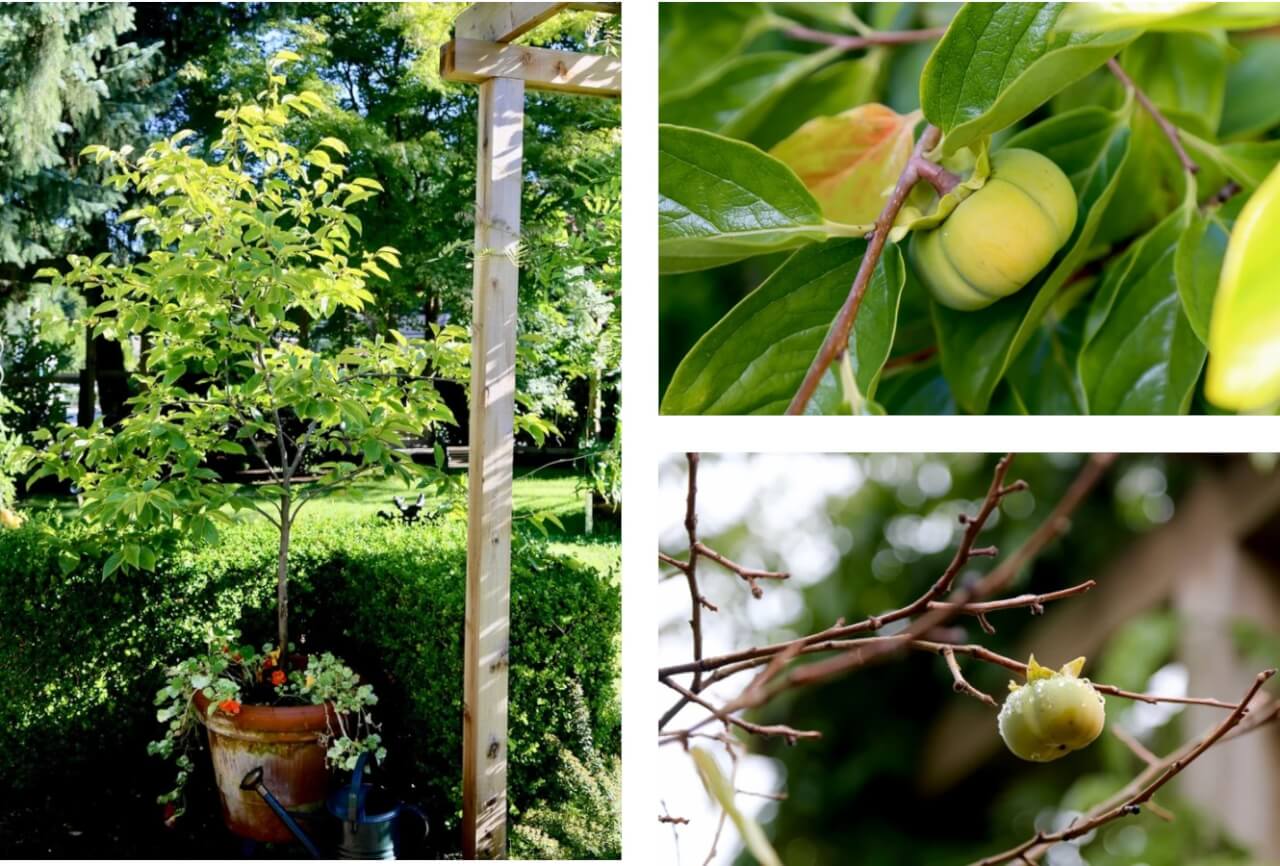 Columnar Apples – Growing Fruits in the Small Home Orchard