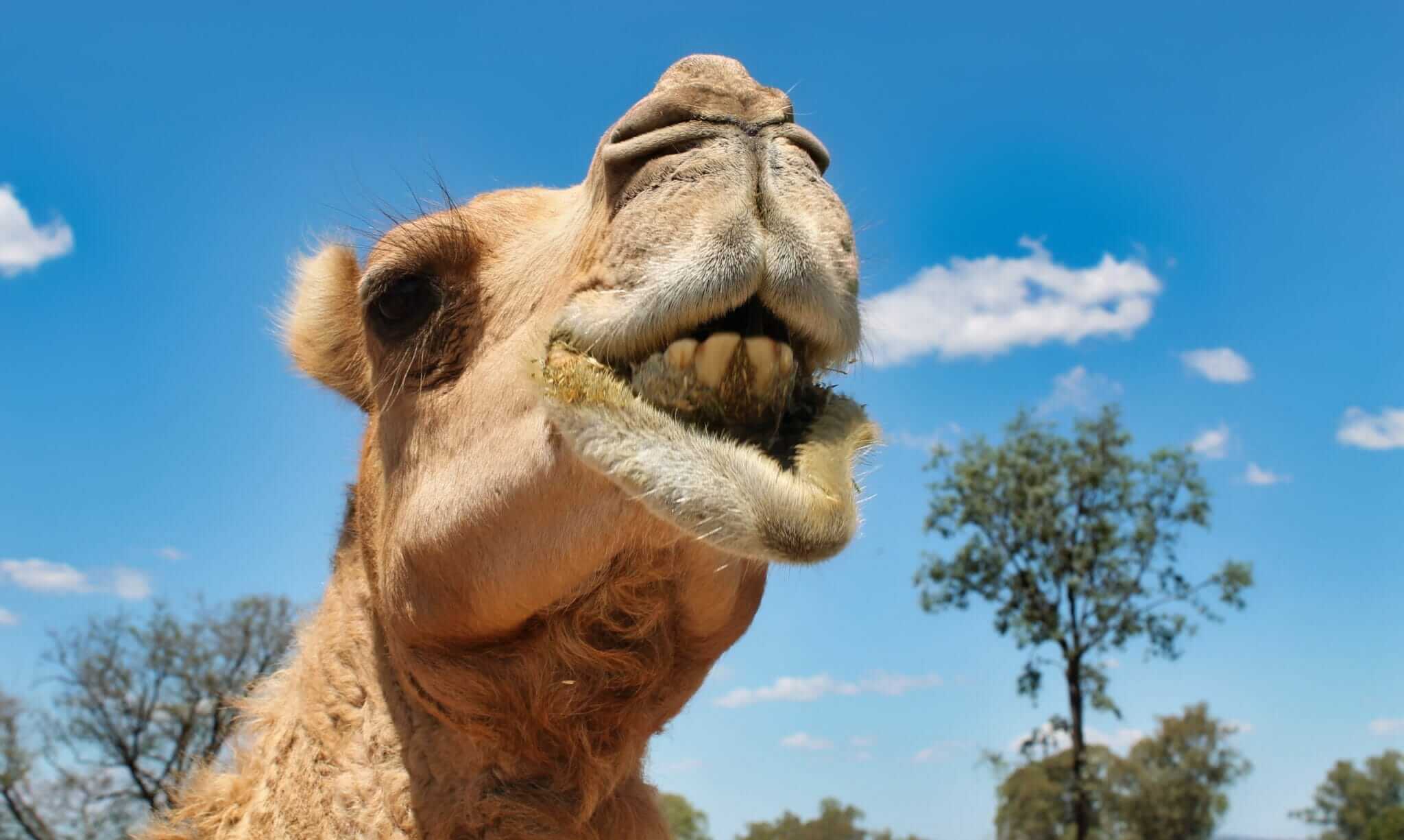 A Dairy Solution for Australia’s Out-of-Control Feral Camels - Modern