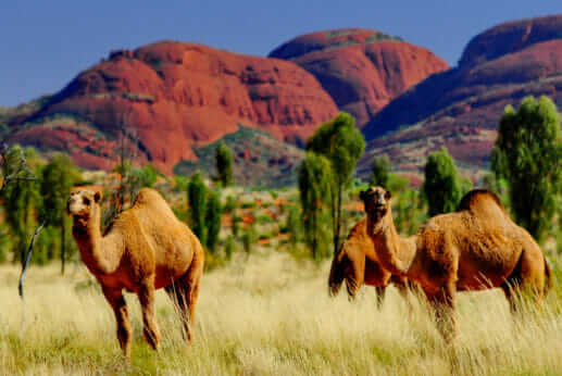 A Dairy Solution for Australia’s Out-of-Control Feral Camels - Modern