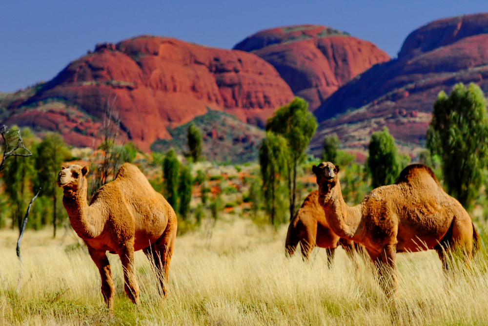 A Dairy Solution for Australia's Out-of-Control Feral Camels - Modern Farmer