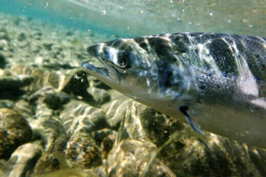 Court Nixes FDA’s Approval of Genetically Engineered Salmon - Modern Farmer