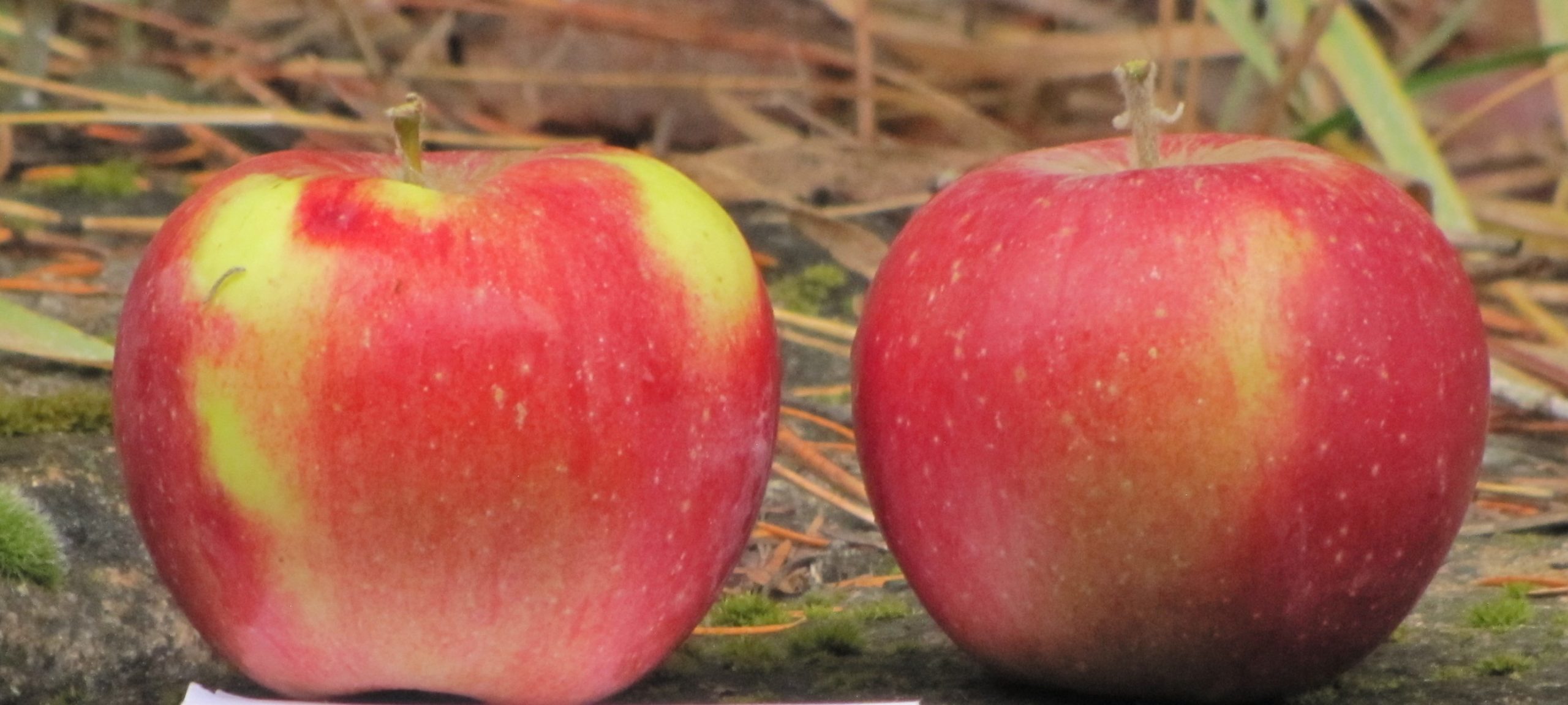 Why Apple Detectives Are Tracking Down Lost Varieties - Modern Farmer