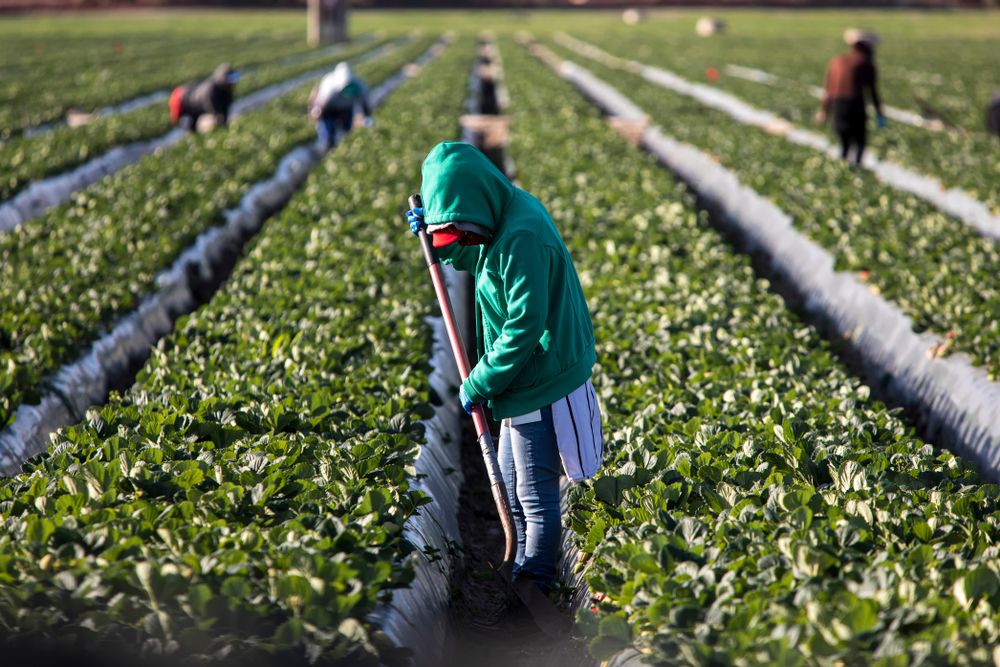 United Farm Workers Files Lawsuit Over H-2A Wage Freeze - Modern Farmer