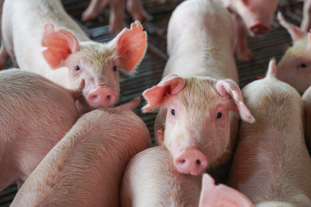 The World’s Largest Hog Farm Opened In China And It’s Nuts - Modern Farmer....