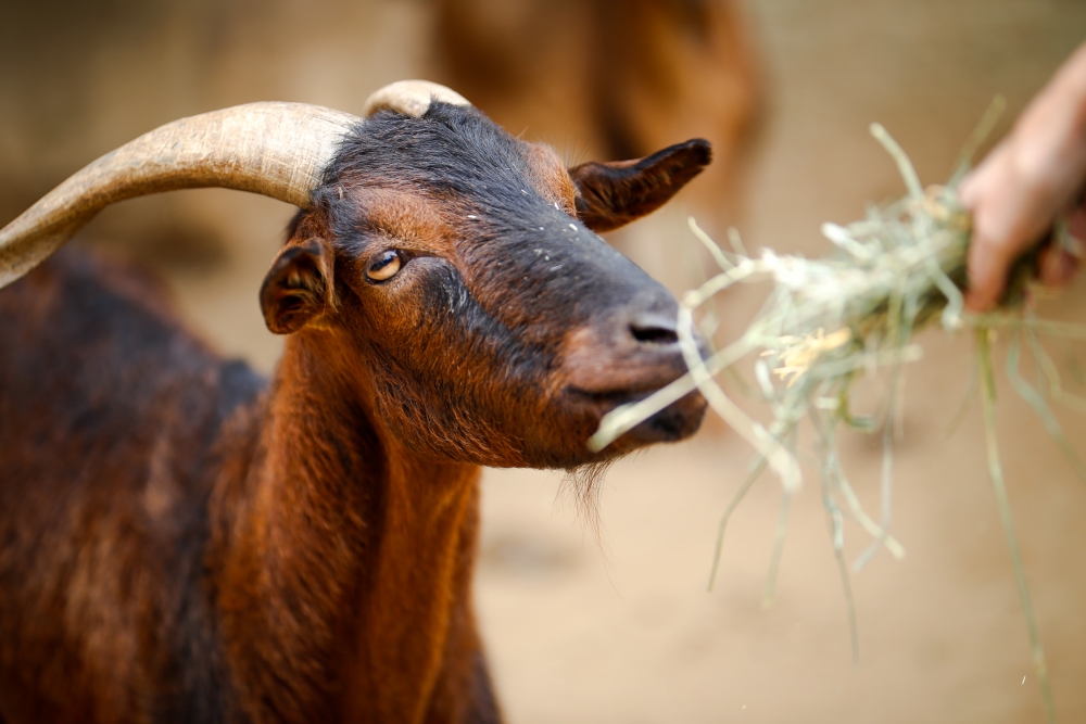 How Goat Poop Illuminates the Future of Biotechnology - Modern Farmer