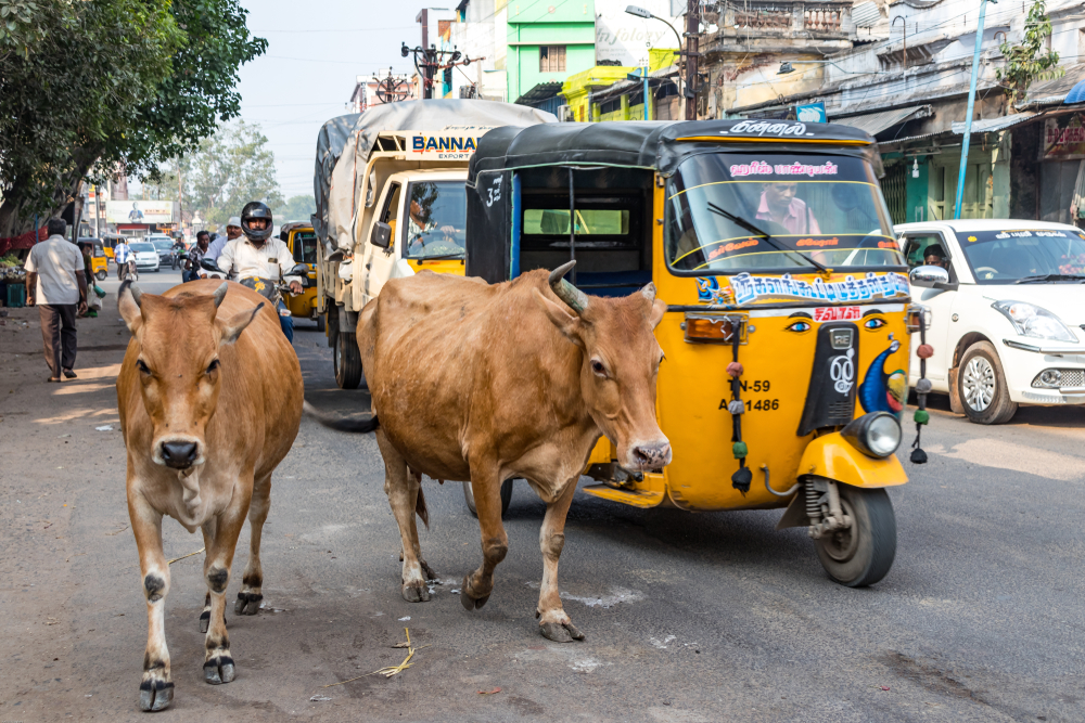 Why Is India's Government Pushing a Nationwide Cow Exam? - Modern Farmer