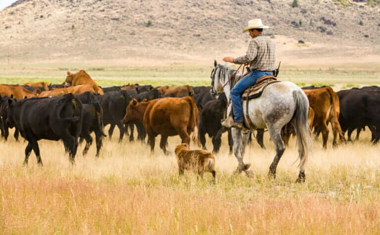 Let’s Talk About Cattle Mutilations - Modern Farmer