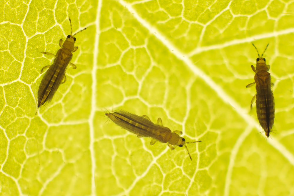 House Plant Pests And Diseases