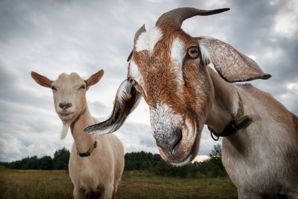 the audacity of goats