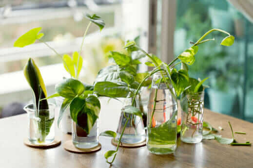 How to Propagate Your Houseplants - Modern Farmer