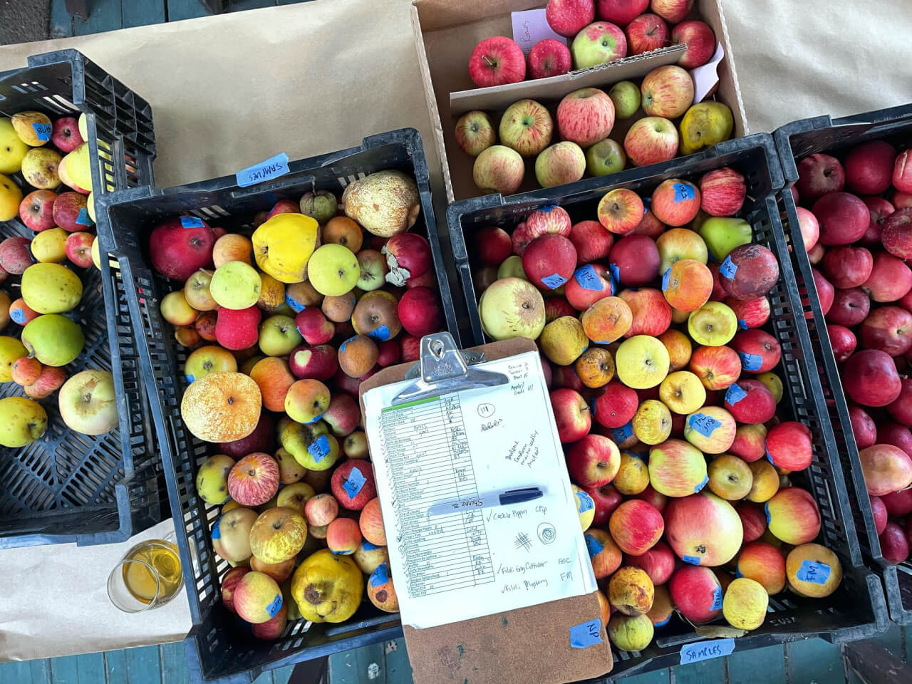 Can't Get Enough of Those Honeycrisp Apples - New England Apples