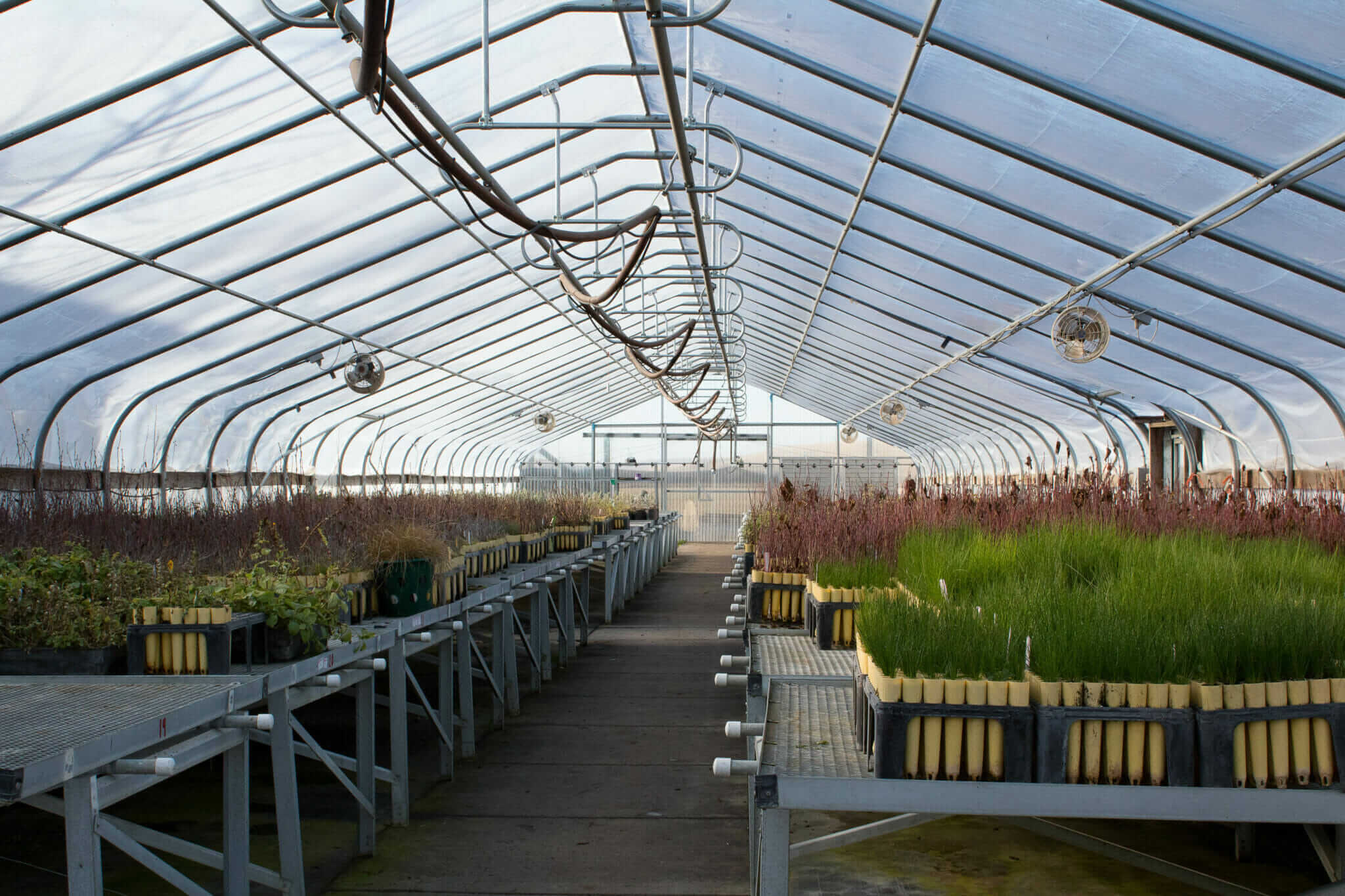 Indigenous Plant Nurseries Look To Revive Landscapes And Cultures Modern Farmer