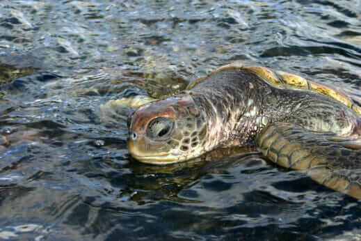 How a Farm Helped Save Sea Turtles in the Cayman Islands - Modern Farmer