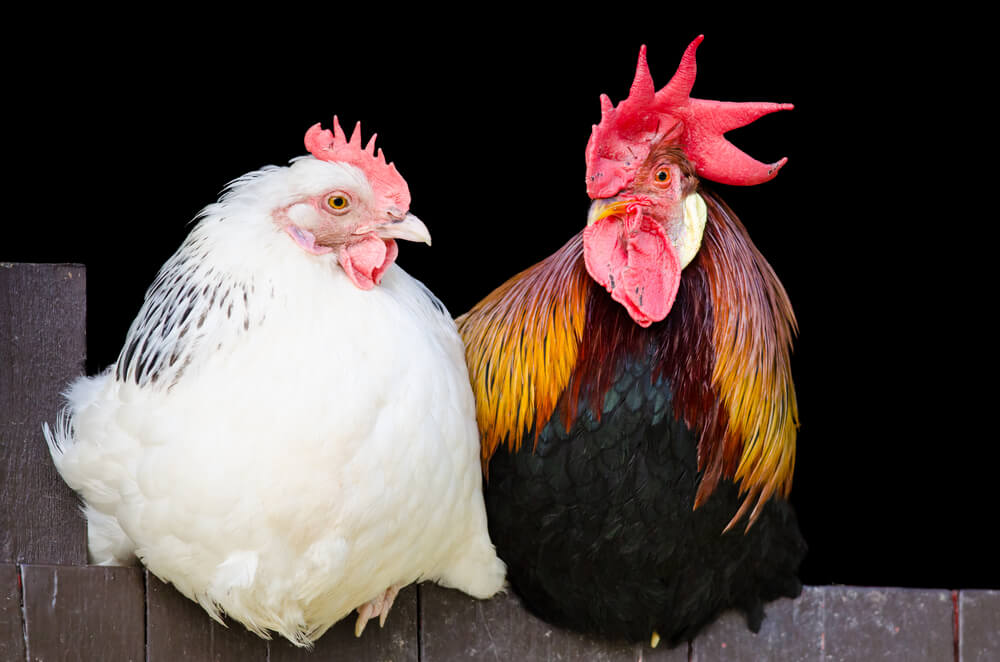 5 Differences Between Hens And Roosters Modern Farmer