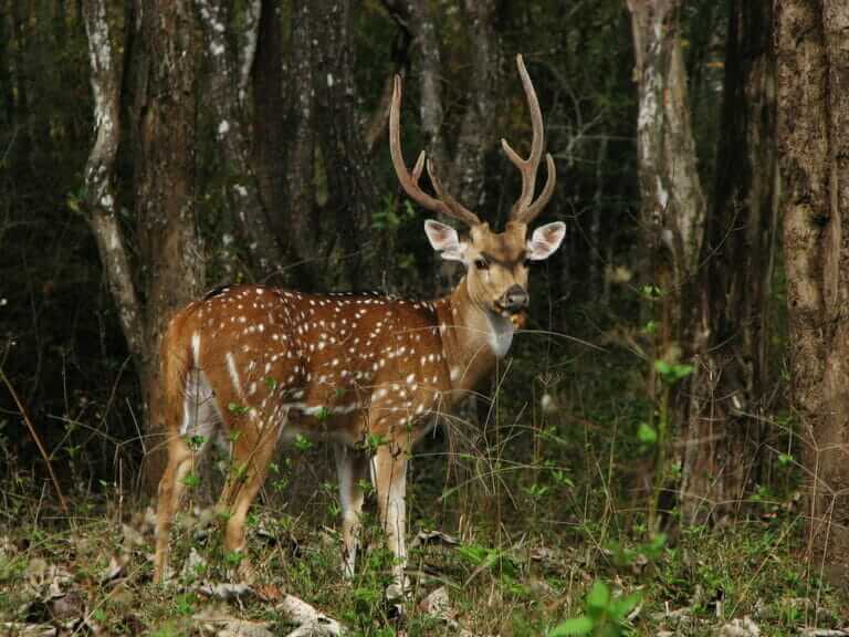 the-struggle-to-contain-and-eat-the-invasive-deer-taking-over-hawaii